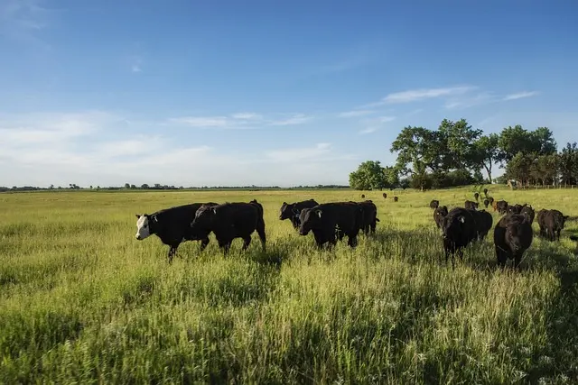 Buying Half a Cow Near Me Australia Cost: Prices, Weights, Cuts & Freezer Space