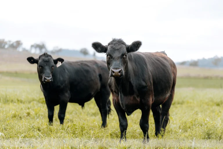 Where to Buy Half Cow Australia Online and Near Me