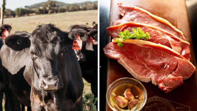 Certified Angus Beef Meaning: What Makes It So Special?