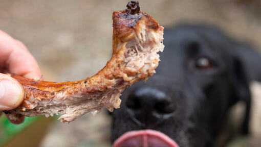 Can Dogs Eat Lamb Bones? A Guide for Australian Dog Owners